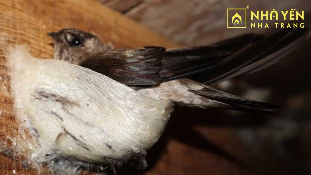 yến sào Nha Trang